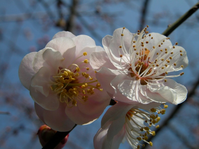 梅花圖片