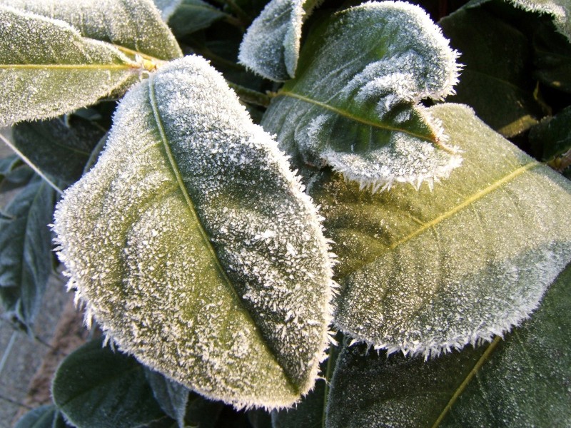 冰雪植物图片