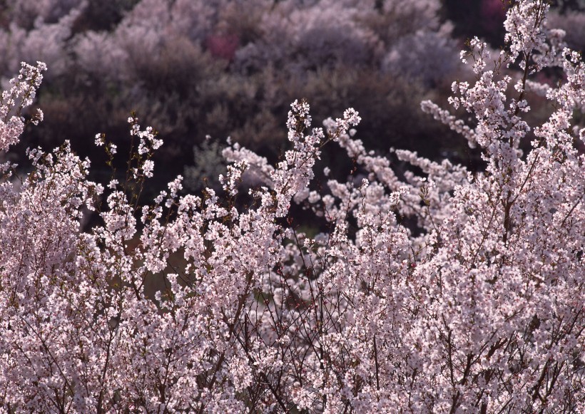 櫻花樹圖片