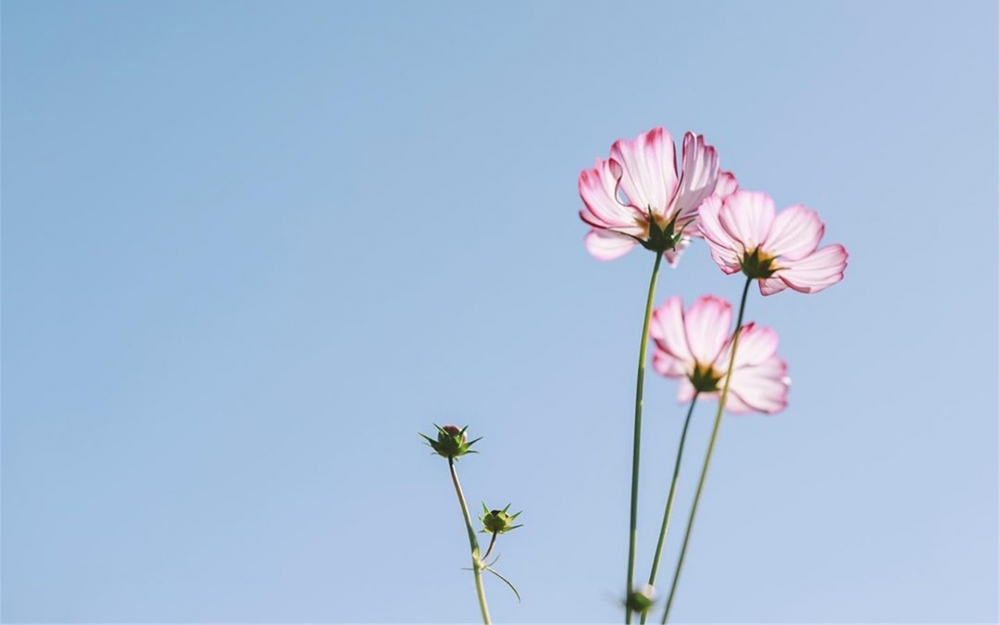 一組小清新養(yǎng)眼的花朵圖片欣賞