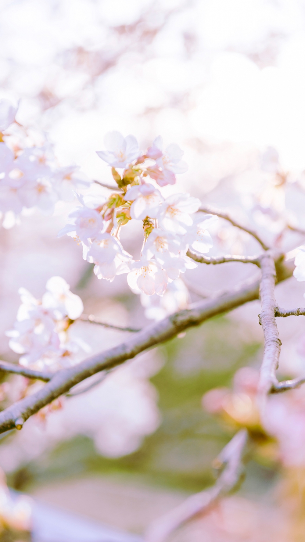 一組唯美的公園櫻花風(fēng)景圖片欣賞