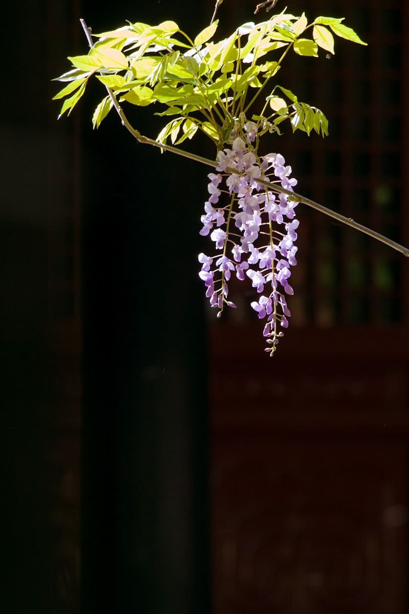 庭院光影紫藤花图片欣赏