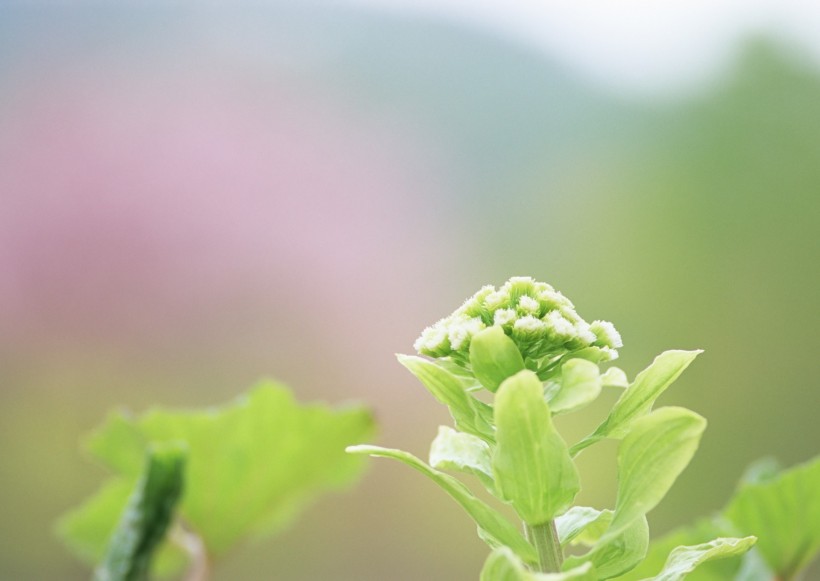 纯香野花图片