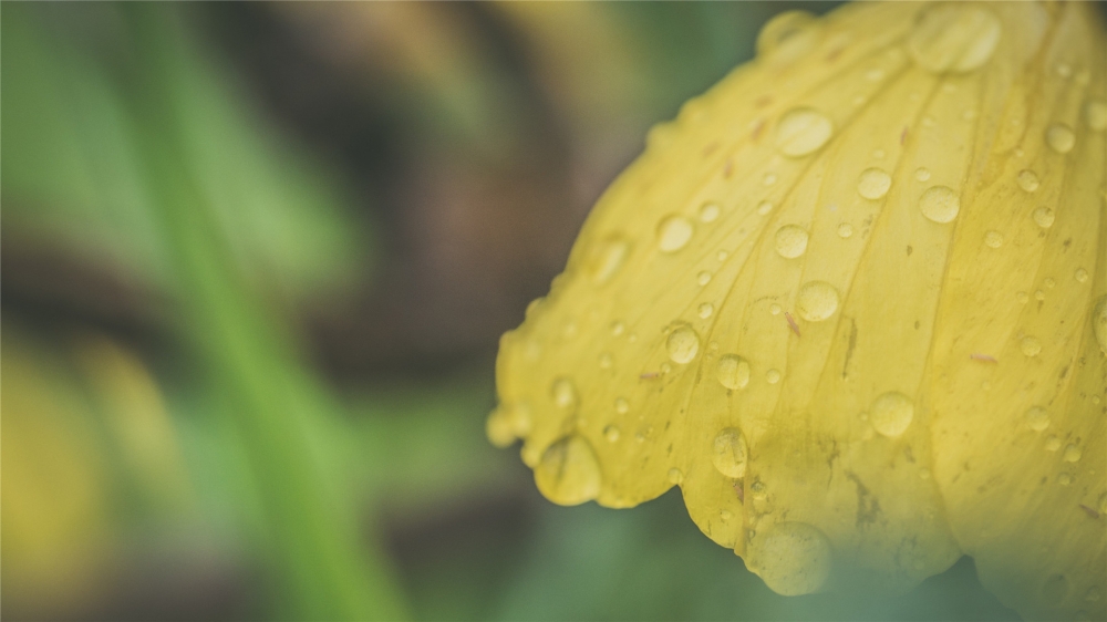 唯美雨后鲜花高清桌面壁纸