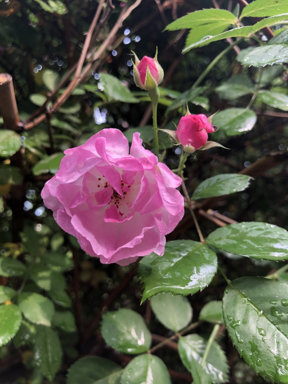 一组雨后的蔷薇花图片大全