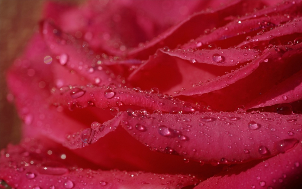 雨后的月季唯美高清桌面壁纸