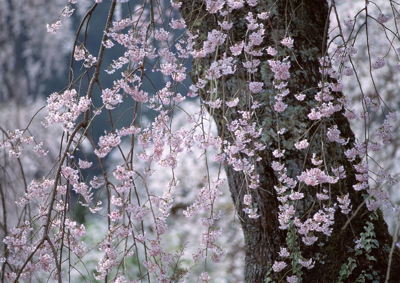 櫻花樹圖片