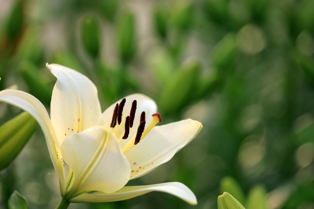 有哪些漂亮的高清百合花图片大全