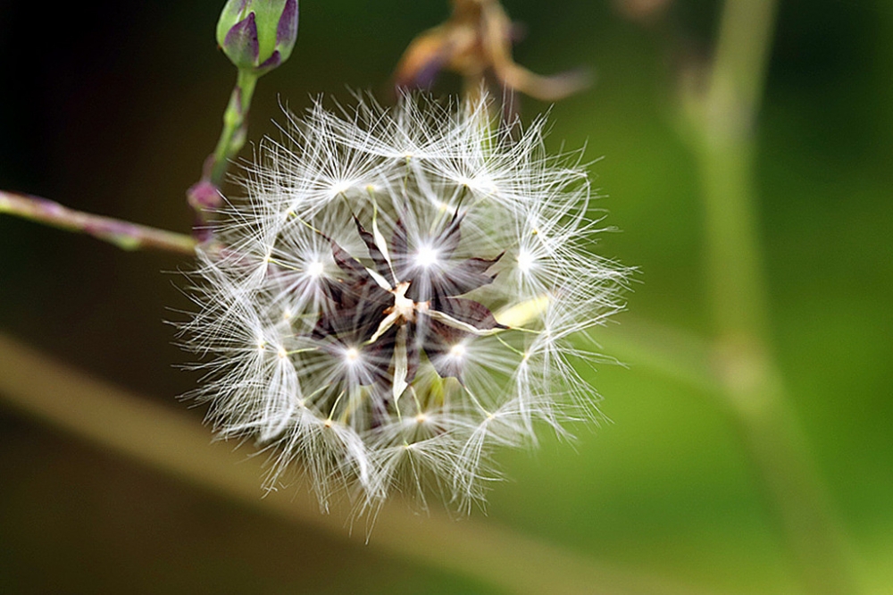 梦幻而又美丽蒲公英图片欣赏