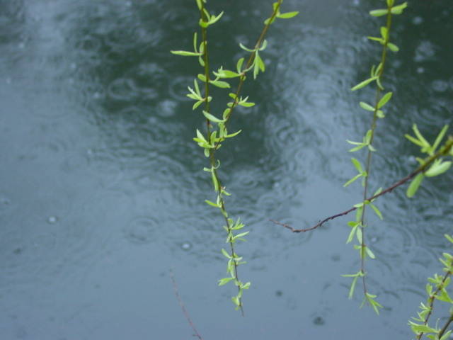 燕子来时，细雨满天风满院 阑干倚处，青梅如豆柳如烟 ​