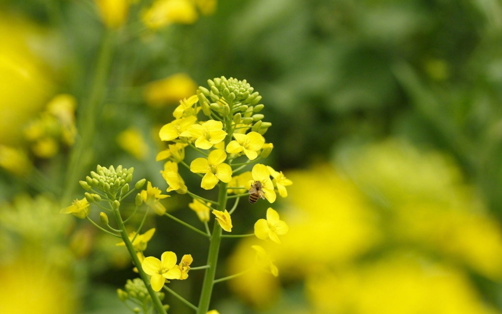 小清新唯美菜籽花海风景图片欣赏