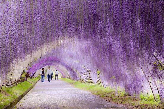 日本北九州河内藤园的紫藤隧道，太美了