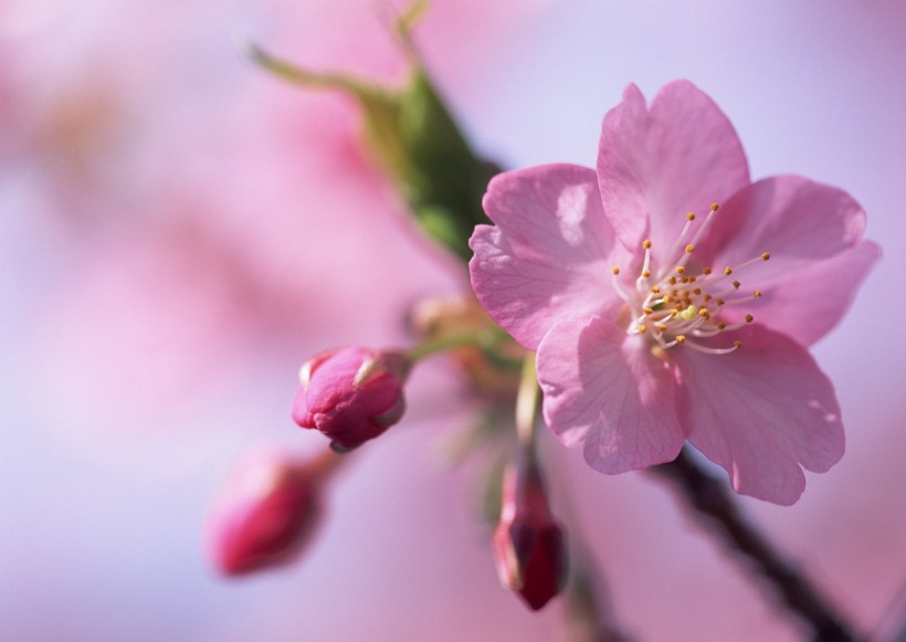 桃花图片