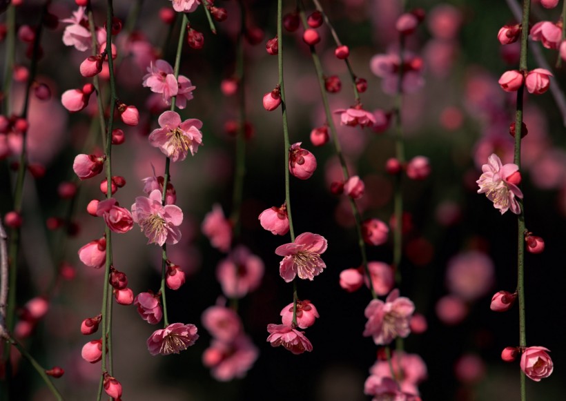 迷人花朵背景图片