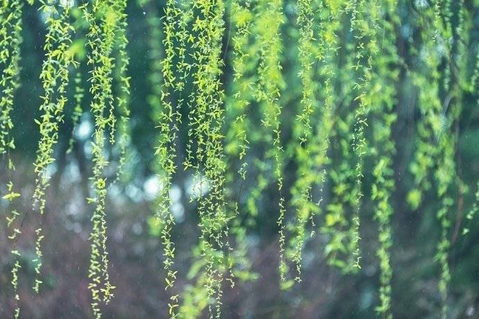 最是一年春好處，絕勝煙柳滿皇都