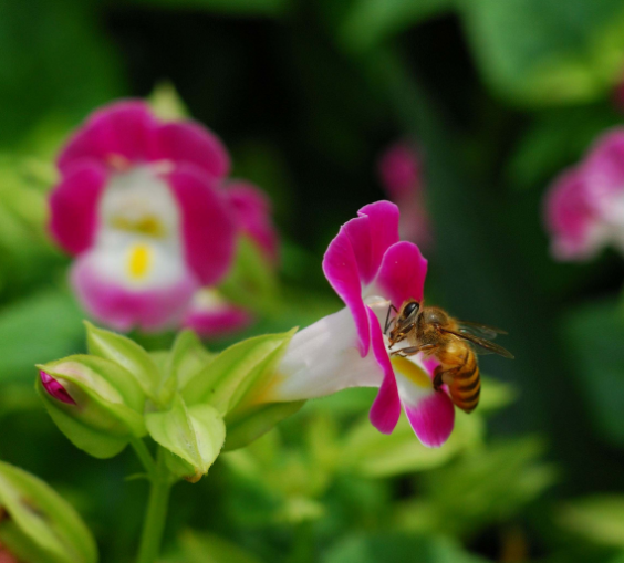 花朵更小巧、花色更丰富夏堇花朵图片