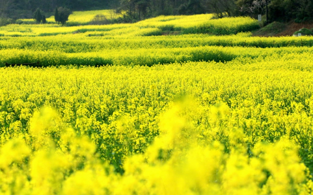 小清新唯美菜籽花海风景图片欣赏