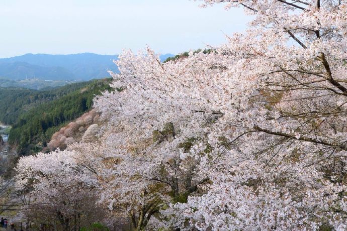 正是櫻花當(dāng)令的季節(jié)，櫻花盛放如十里錦繡