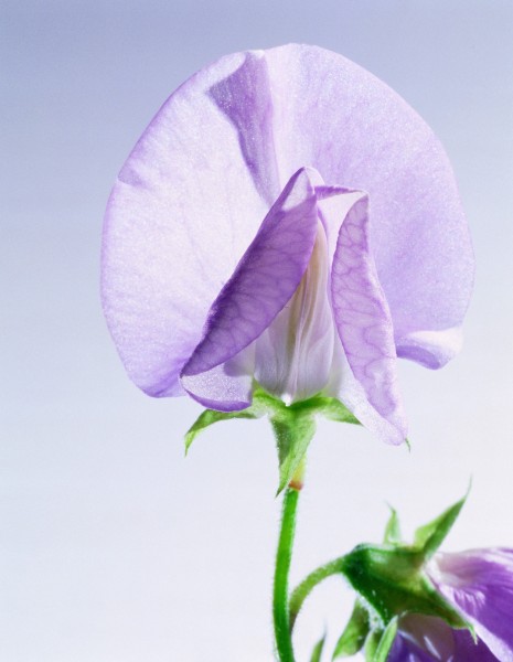 花卉枝节特写图片