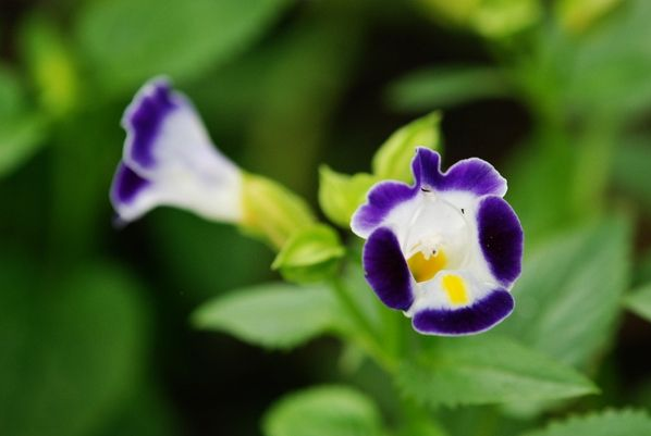 花朵更小巧、花色更丰富夏堇花朵图片