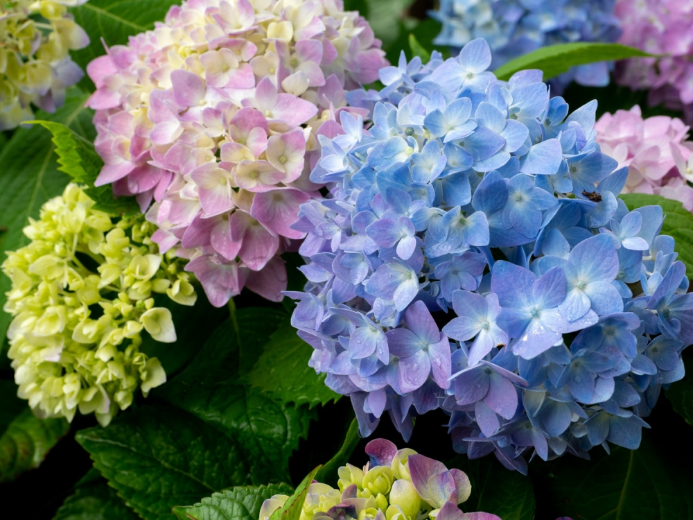 一组彩色淡雅八仙花图片欣赏