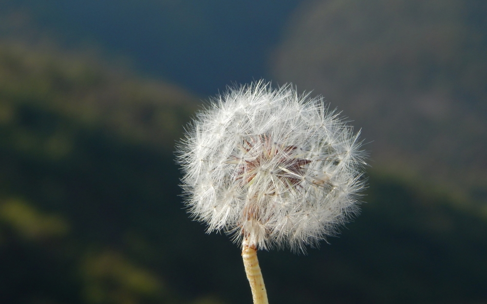 清新养眼的花朵图片高清壁纸