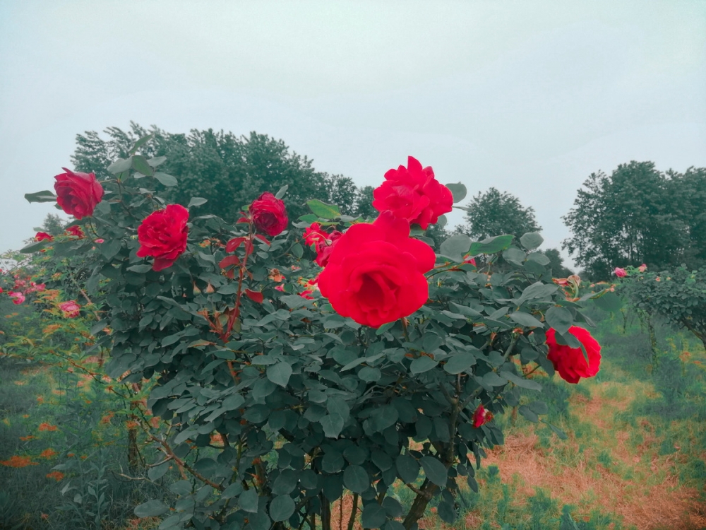 种植园里的玫瑰花已盛开图片