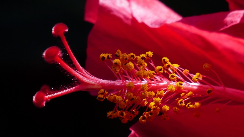 忠贞不渝的芙蓉花图片欣赏