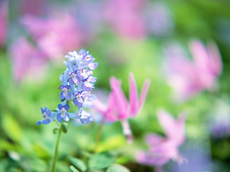 山花烂漫图片