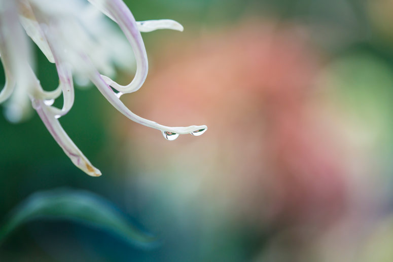 小清晰雨后秋菊护眼桌面壁纸图片