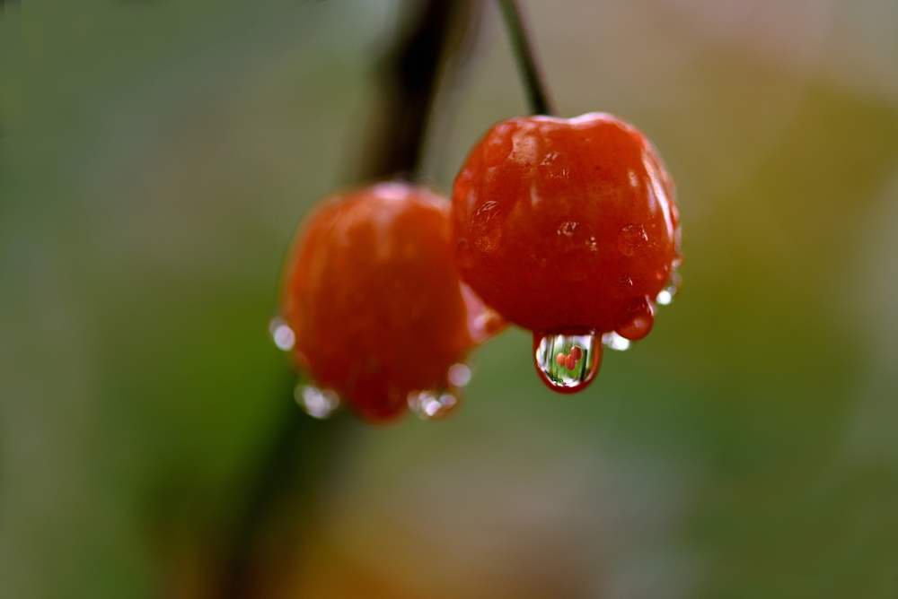 下过雨后还留有水滴的樱桃图片欣赏