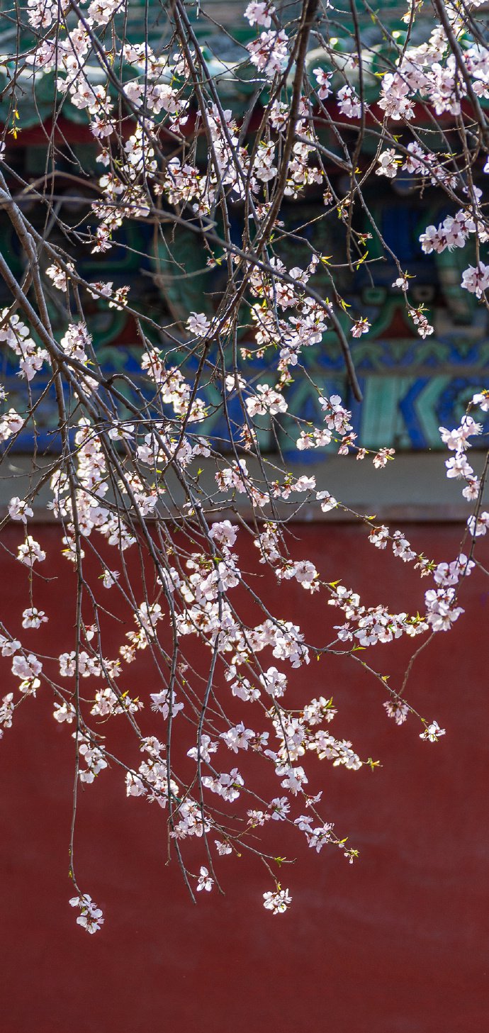 颐和园桃花季，美丽却短暂