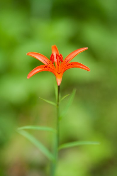 卷丹百合花朵圖片