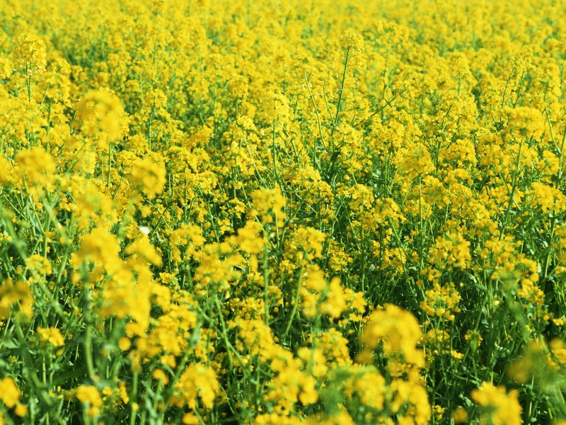 油菜花田图片