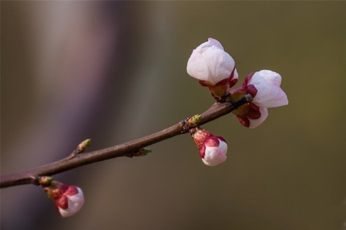 一组白色梅花~洁白清雅之美