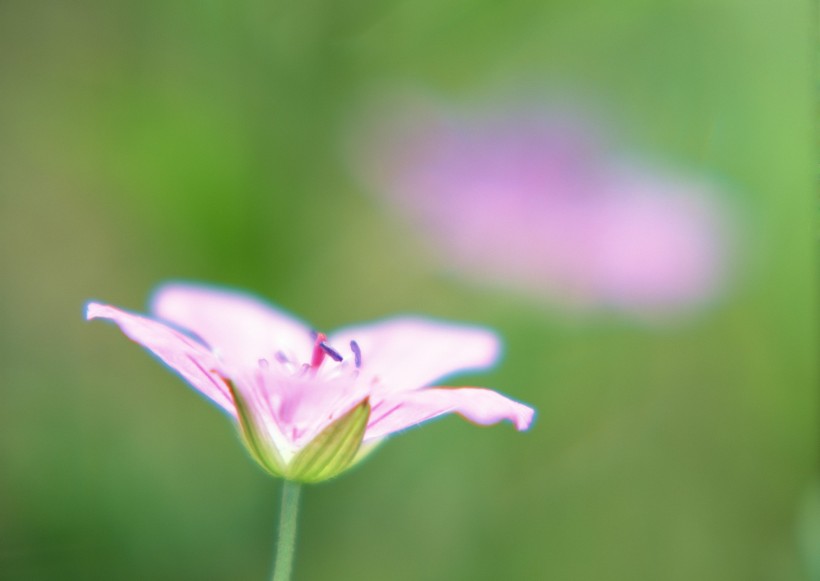 纯香野花图片