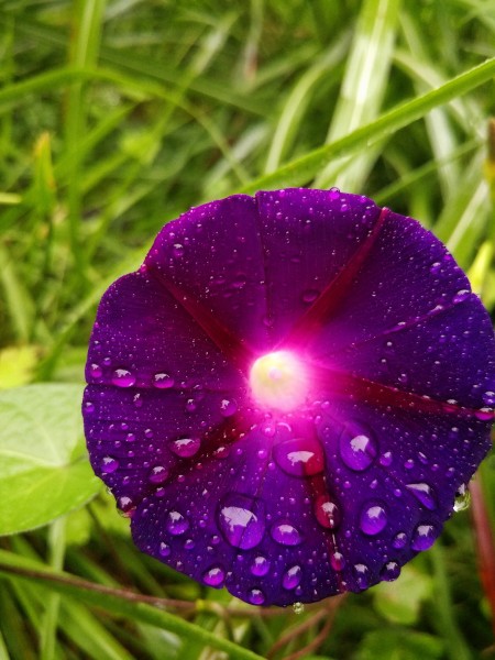 一组花色丰富的牵牛花图片