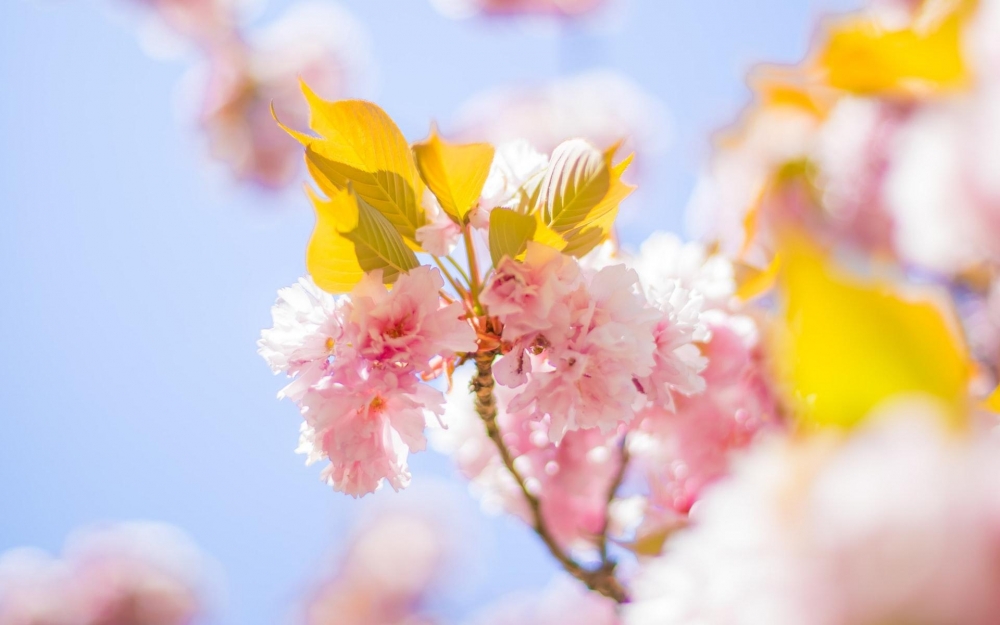 小清新唯美春季花卉桌面壁紙