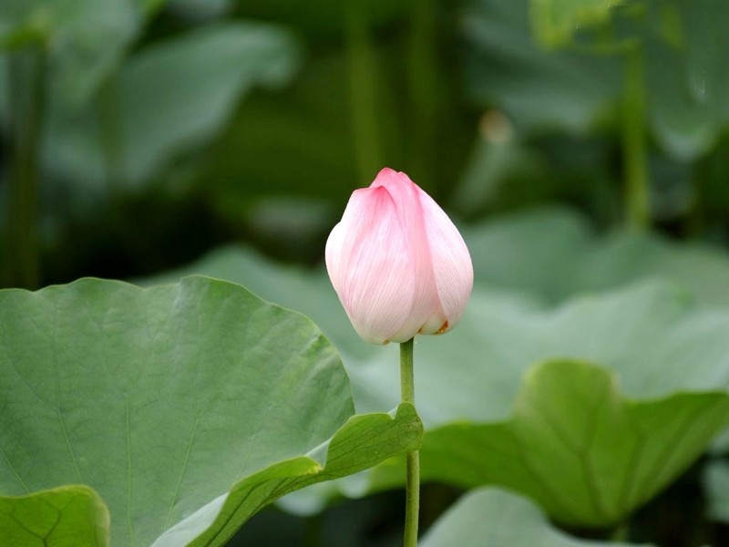 荷花圖片