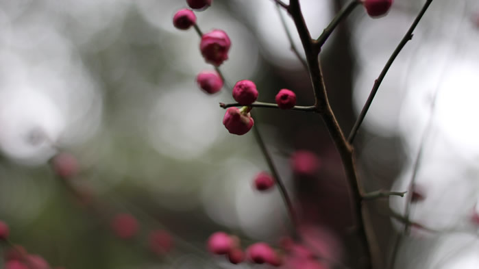 一组还未盛开的梅花花苞图片欣赏