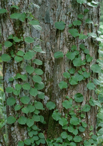 绿色植物背景图片