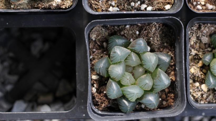 綠色植物黑肌玉露多肉圖片