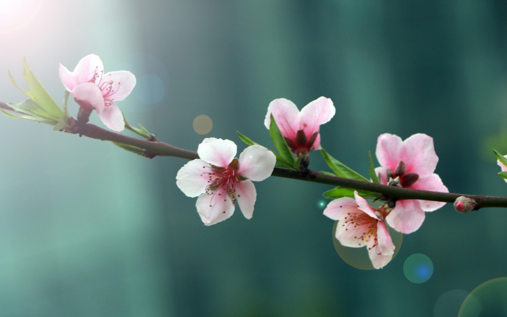 唯美盛開(kāi)的桃花圖片桌面壁紙