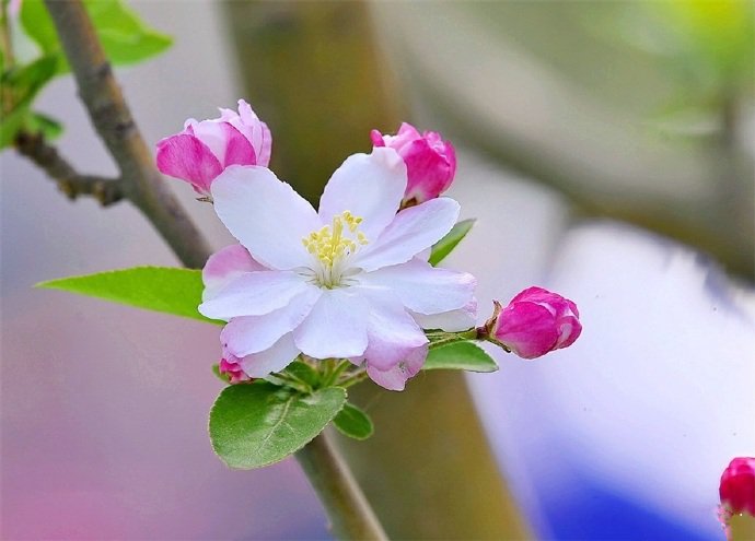 花色艷麗，花姿嬌柔優(yōu)美的海棠花