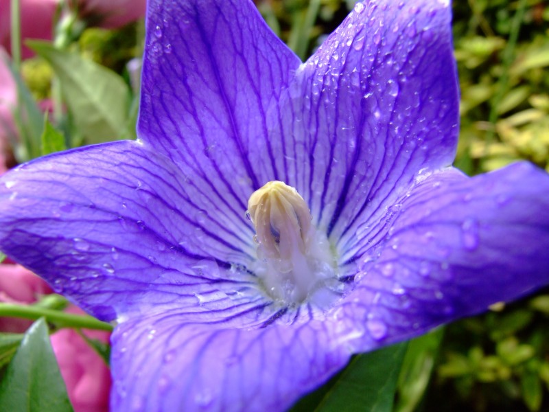 盛开的紫色桔梗花图片