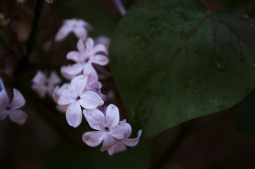 唯美紫色丁香花图片欣赏