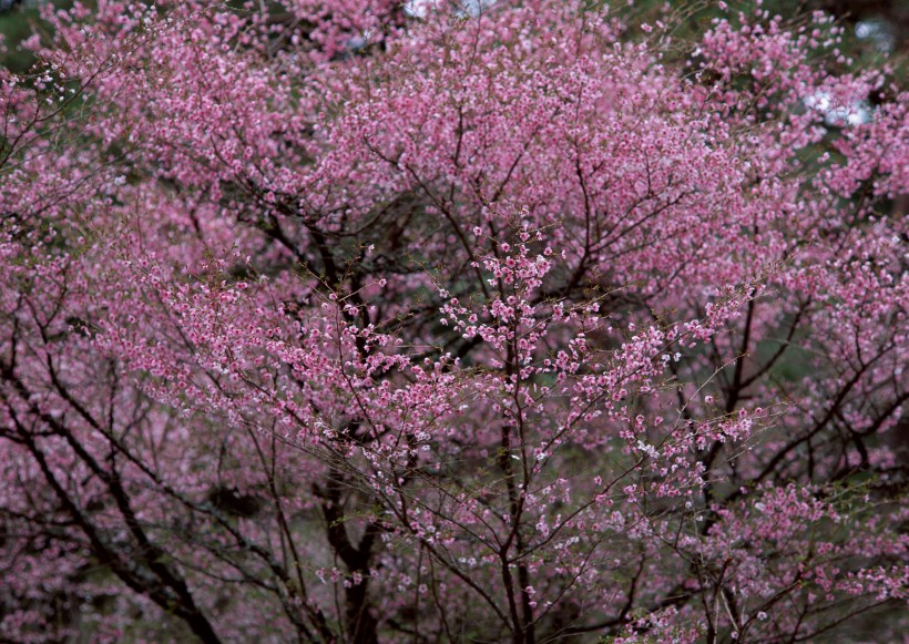 樱花树图片