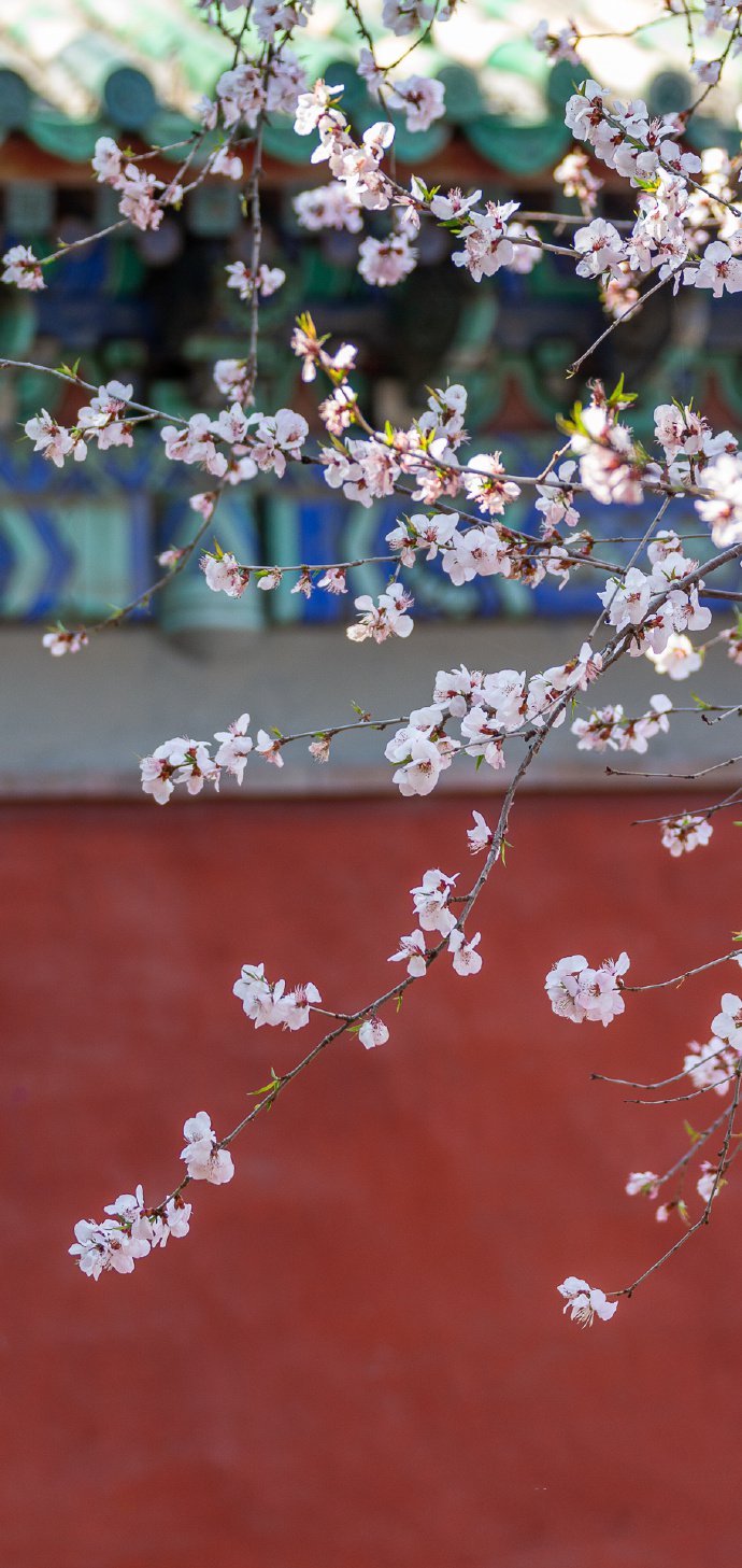 颐和园桃花季，美丽却短暂