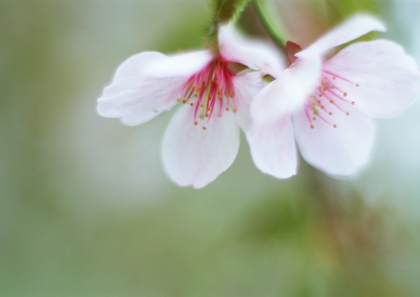 纯香野花图片