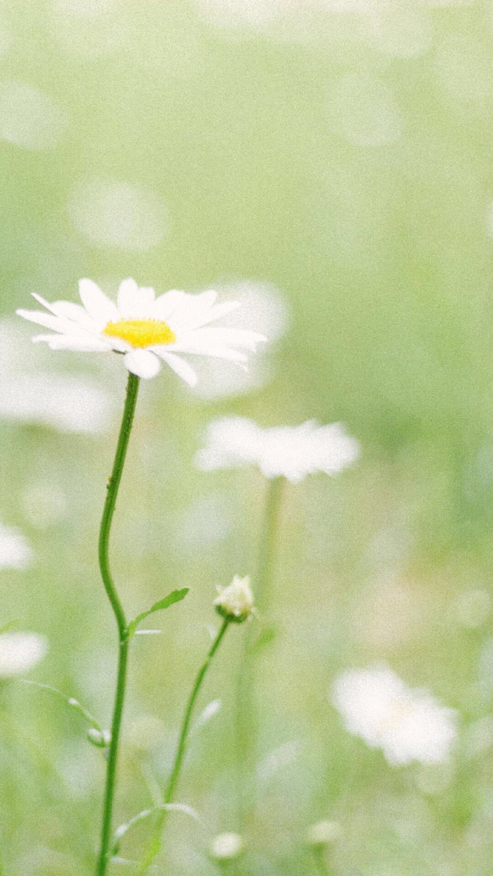 一組小清新美麗的雛菊花圖片欣賞